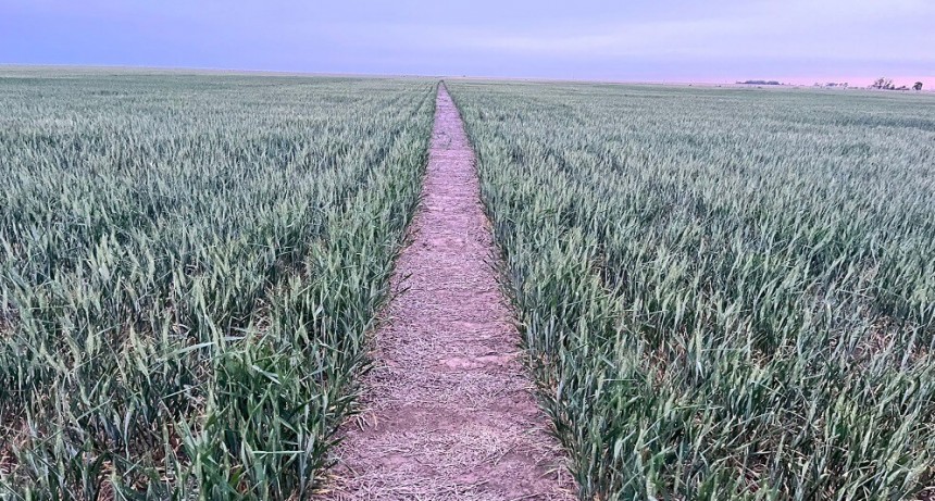 Dos para triunfar: con fertilizantes tradicionales más biológicos, el trigo gana hasta 368 kg/ha