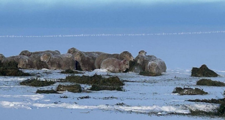 “Angustiante”: en la Patagonia continúan miles de animales aislados y sin alimento por las nevadas