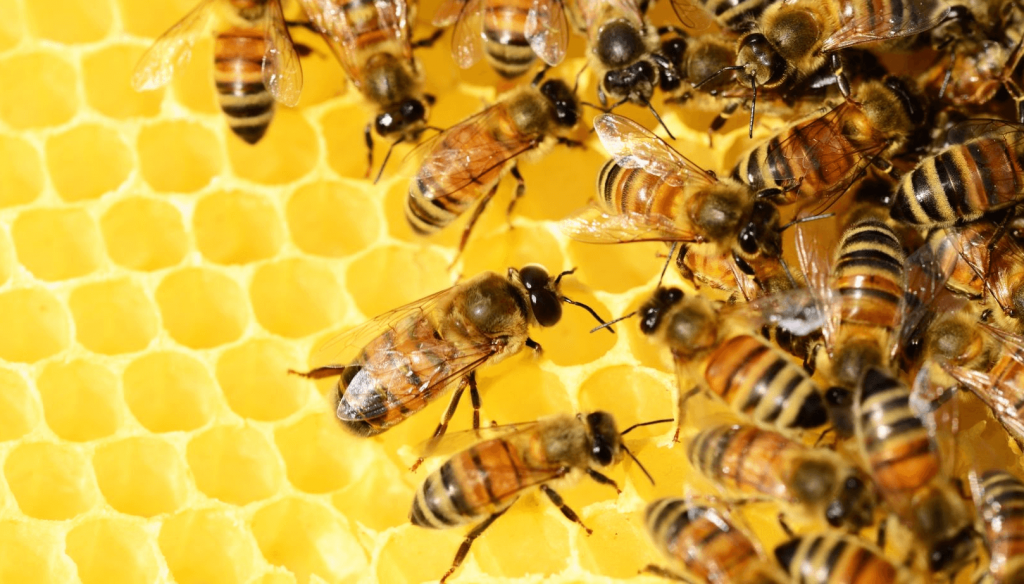Biodiversidad: un estudio de la FAUBA detectó efectos nocivos de los agroquímicos en las abejas