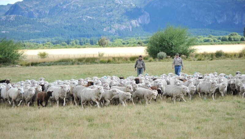 El Gobierno disolvió el régimen de promoción de la ganadería ovina y otros programas para el agro