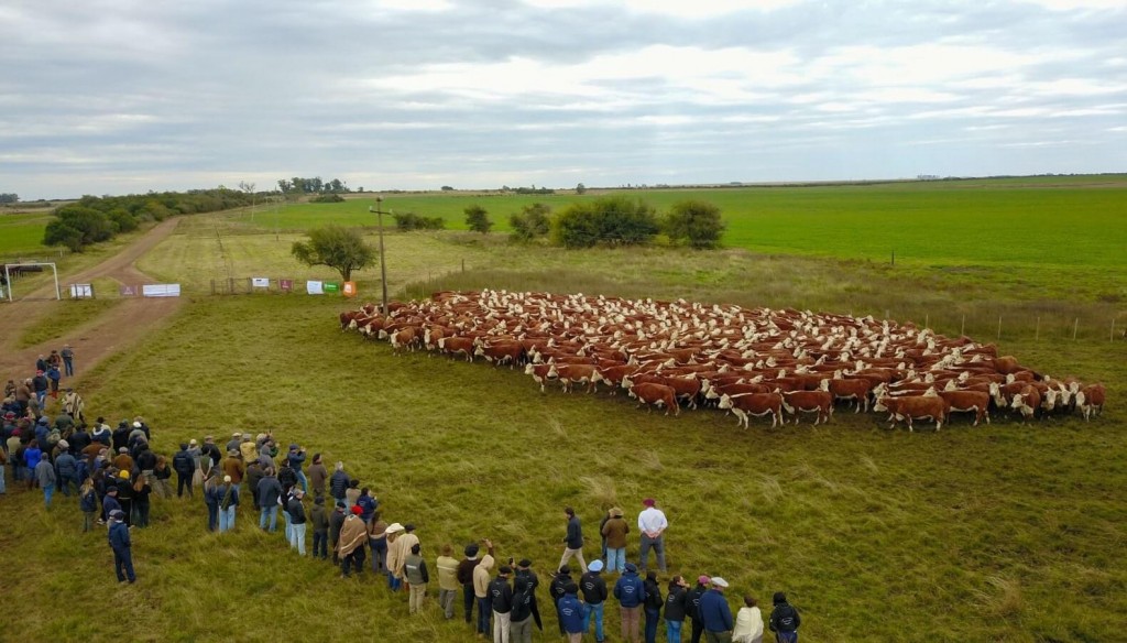 Gira Internacional Hereford: una travesía histórica por tres países y más de 2.500 kilómetros