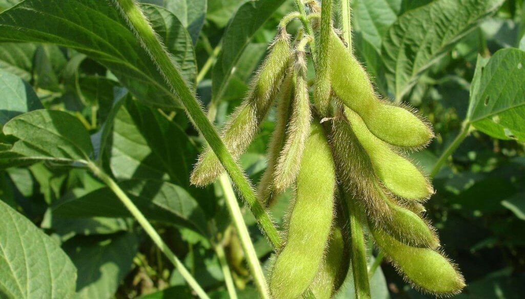 Genética y tecnología: 6 testimonios de productores que lograron rindes sorprendentes en soja y maíz