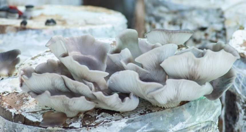 La “carne del futuro” se cultiva en San Rafael: las gírgolas ganan terreno como alternativa productiva