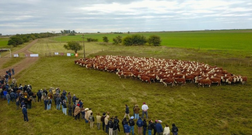 Gira Internacional Hereford: una travesía histórica por tres países y más de 2.500 kilómetros