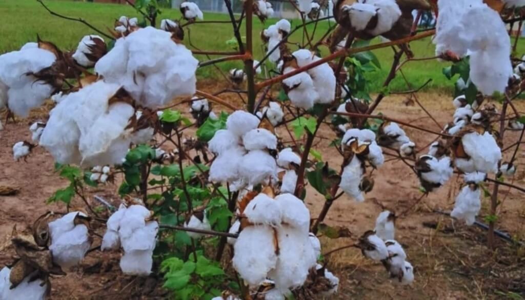 El INTA y Gensus presentaron Arand&uacute;, una nueva variedad de algod&oacute;n con mayor rendimiento y resistencia a herbicidas