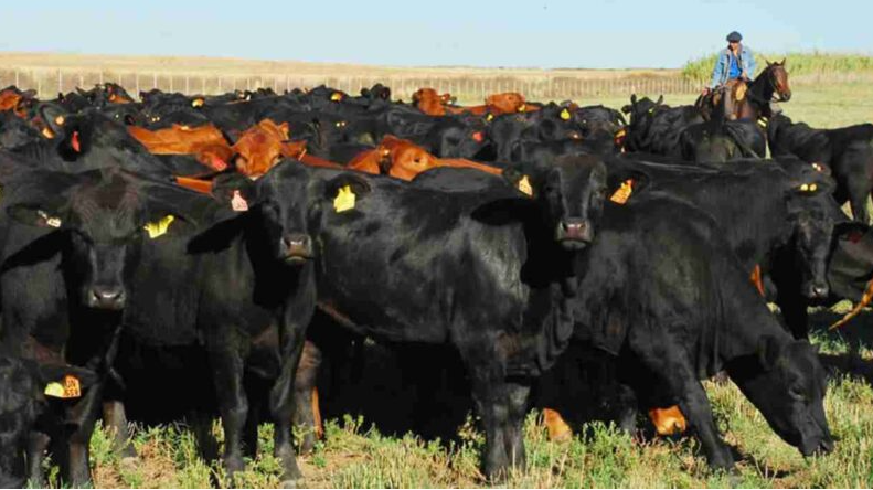 La ganader&iacute;a argentina logra el mayor peso de faena en m&aacute;s de tres d&eacute;cadas