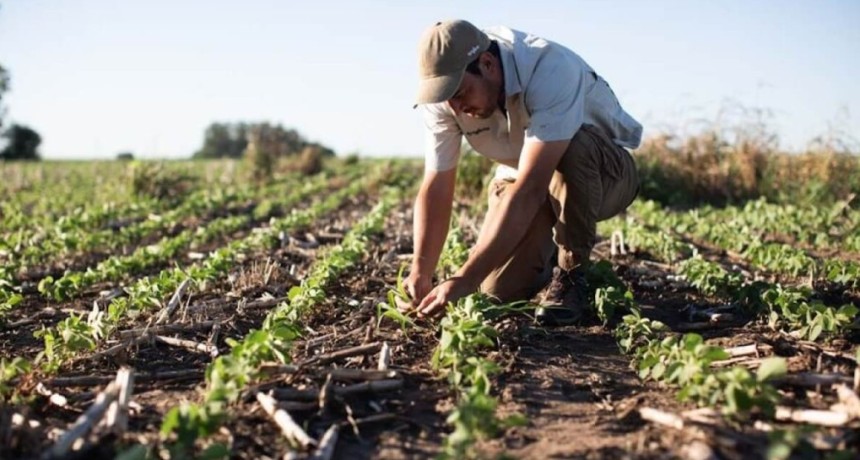 Argentina lanz&oacute; al mundo un nuevo herbicida contra malezas resistentes