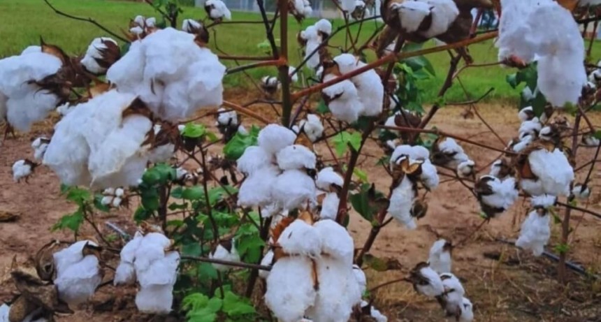 El INTA y Gensus presentaron Arand&uacute;, una nueva variedad de algod&oacute;n