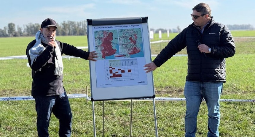 Nueva mol&eacute;cula en Sol&iacute;s logra control casi total de malezas resistentes en ensayos a campo