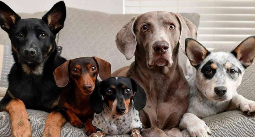 Celebran el Día Mundial del Perro y concientizan sobre el abandono de las mascotas