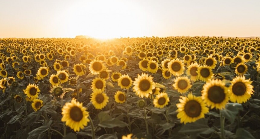 Estiman que la siembra de girasol crecerá casi 40%