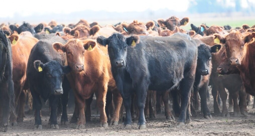Cría Bovina Intensiva, una práctica que genera hasta U$S 1.400 por hectárea en la zona núcleo