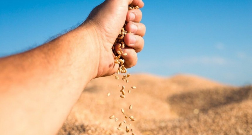 Ley de semillas: entidades rurales rechazan cualquier modificación que se haga sin consenso