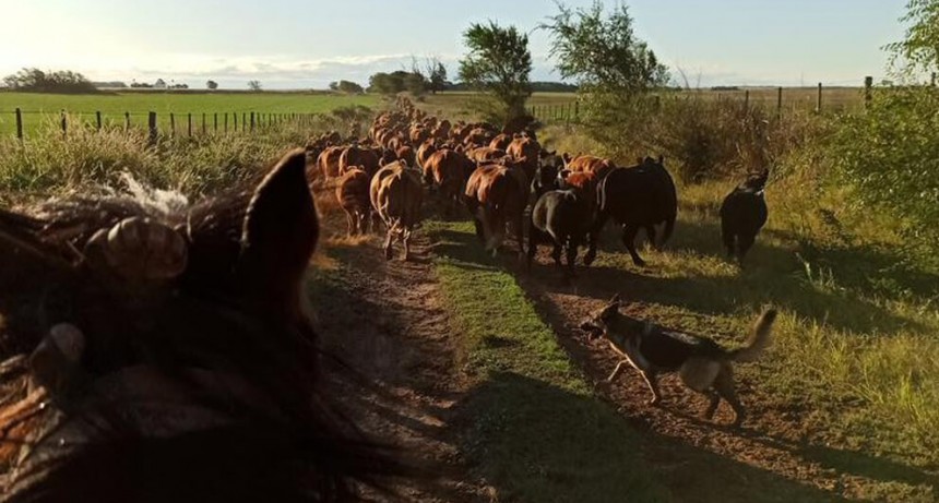 Ganados y carnes: los próximos meses vienen con “tranquilidad” en los precios