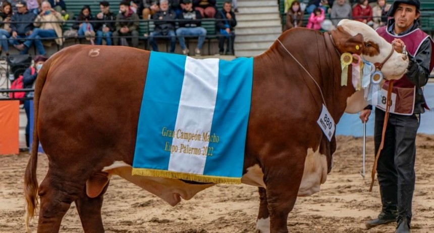 En las cabañas Los Guasunchos y El Estribo se alojan los mejores reproductores Braford del país