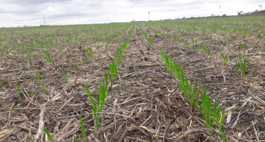 En el final de la siembra, las lluvias trajeron el alivio que esperaba el trigo