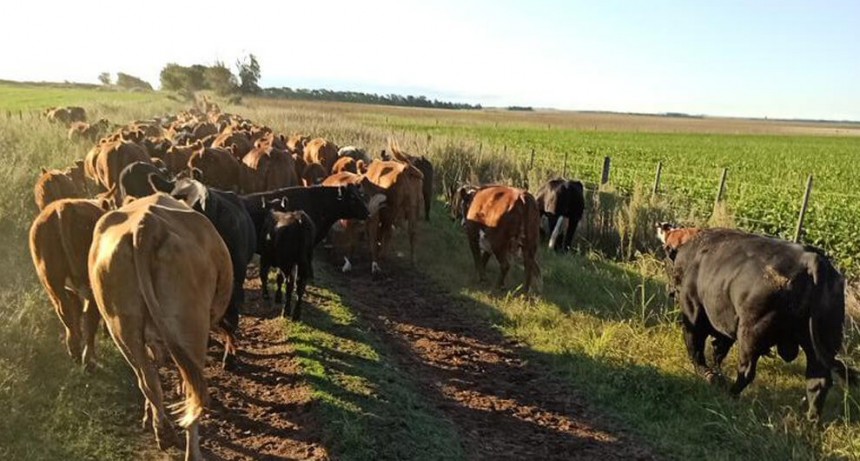 La invernada se consolida como refugio de valor: “El productor sigue comprando y la paga alta”