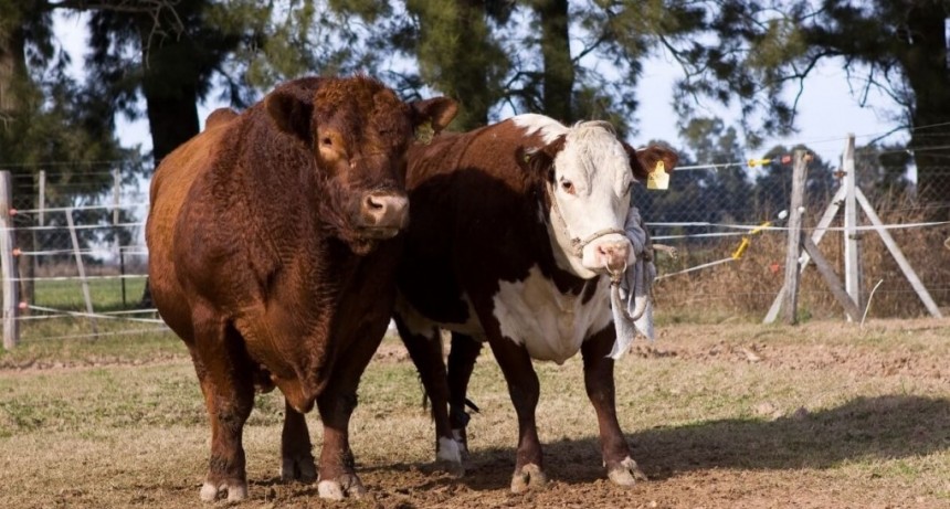 No solo la carne: la genética bovina argentina también suma mercados de exportación