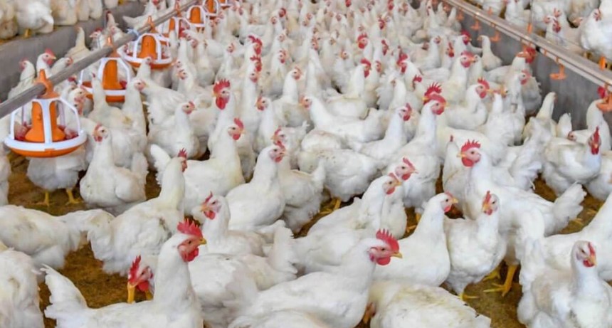 Argentina faenará 1.000 millones de pollos y la producción crecerá 3%, pese a la gripe aviar