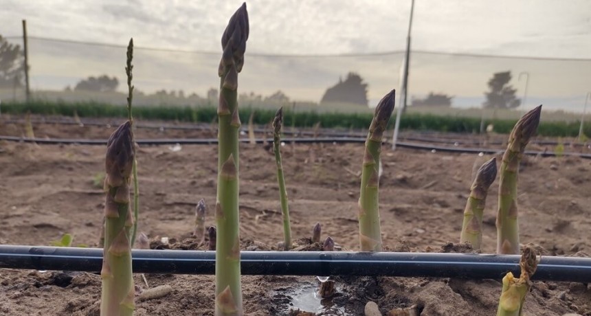 Los espárragos buscan volver a su época dorada en el Valle del Río Colorado