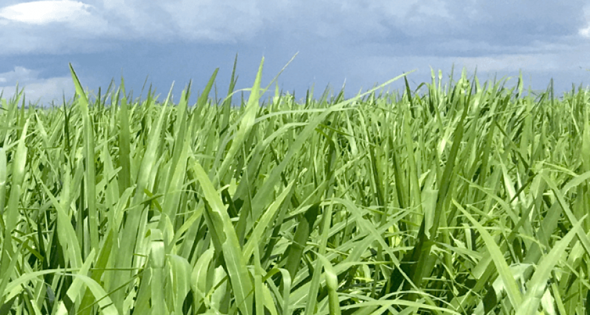 Con un tratamiento de plasma, el gatton panic eleva 160% su poder germinativo