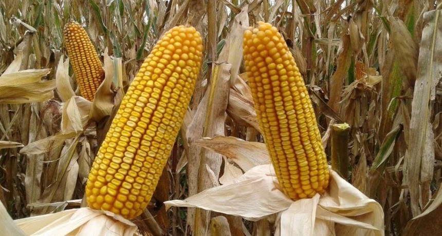 La cadena del maíz puso primera en su plan de una “marca país” para la huella de carbono