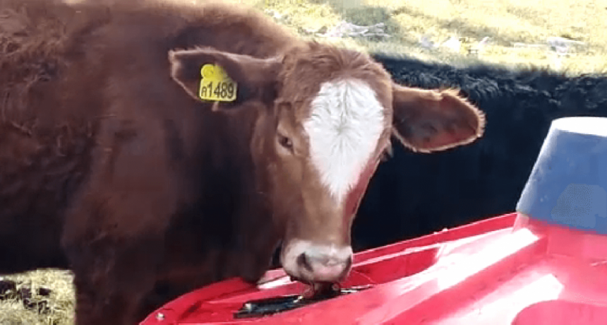 Innovación en la dieta ganadera: una “sopa” para los novillos que mejora su alimentación