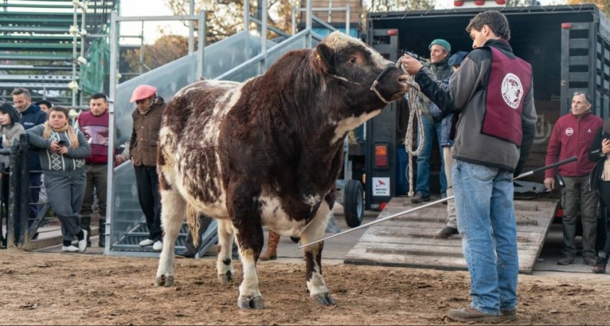 “Mercosur” y “Pericón”, los primeros animales que llegaron a La Rural 2023