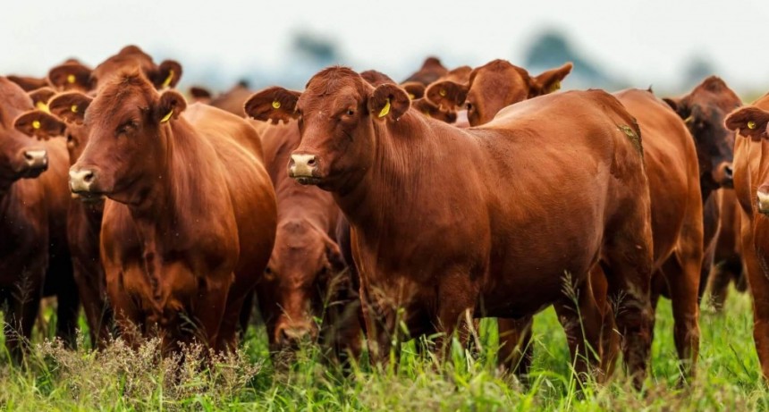 Carne libre de deforestación: “Hoy es la Unión Europea, pero mañana puede ser China”