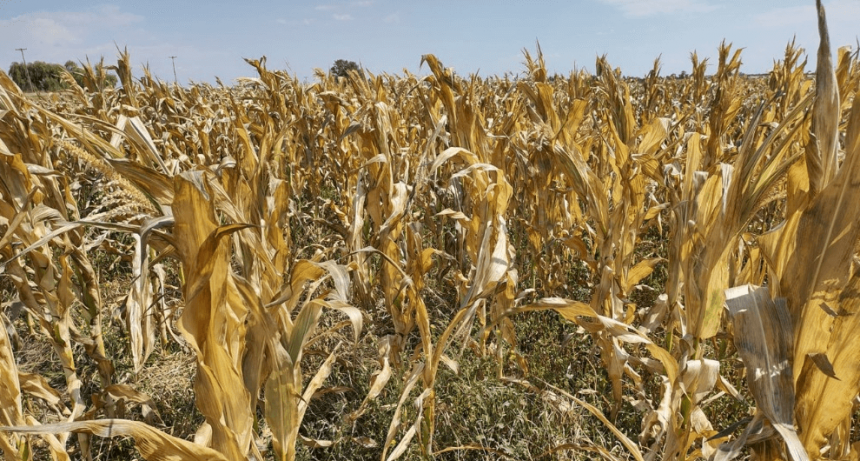 Advierten por un fuerte retraso en la cosecha de maíz: aún falta levantar un tercio de los lotes