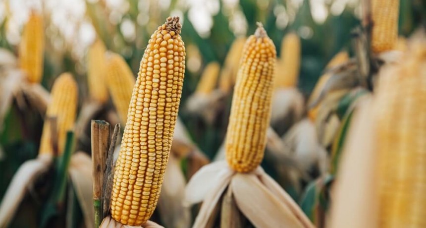 El maíz logró una nueva prórroga para los permisos de exportación