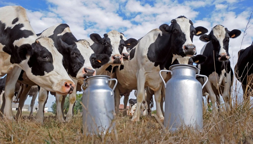 Con algunas alertas, anticipan un segundo semestre con mayor producción de leche