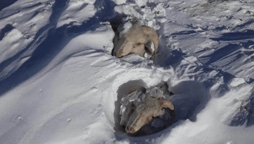 Criadores de ovinos de la Patagonia temen grandes pérdidas y ya hablan de planificar un repoblamiento