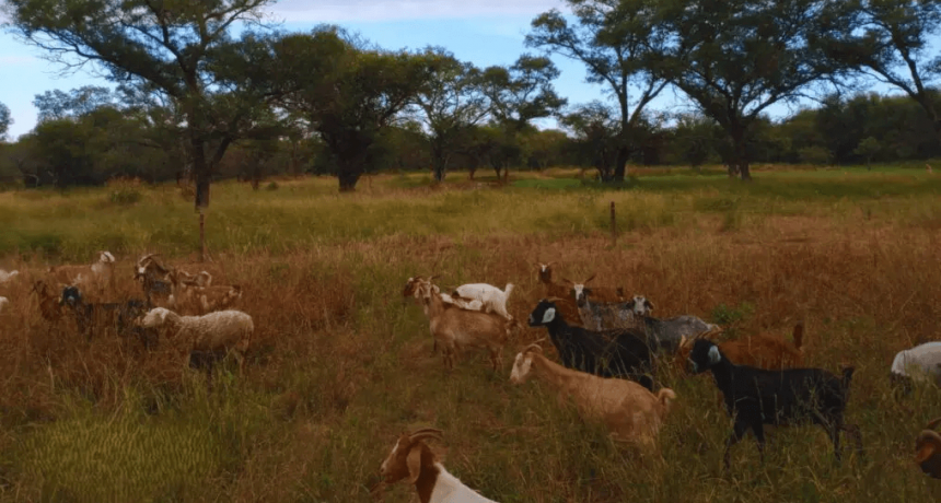 Fertilizantes orgánicos: estudian el uso de guano de cabra y de pollo para mejorar la producción forrajera