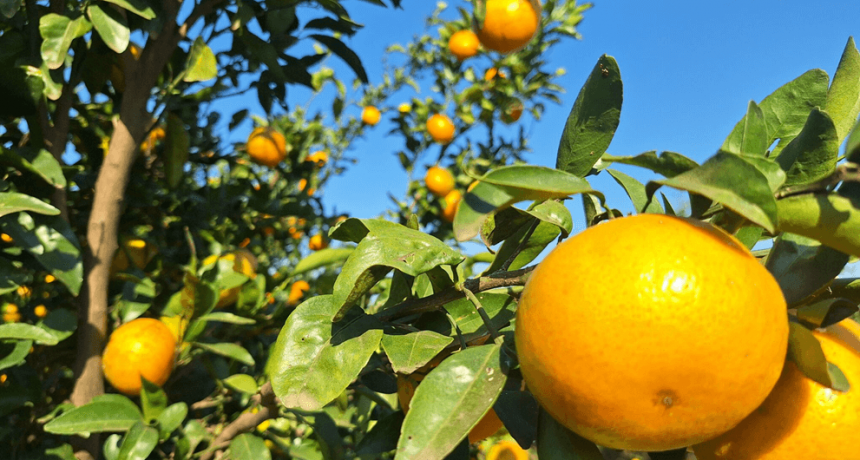 Con el “efecto telaraña” de trasfondo, las economías regionales siguen atrapadas en la crisis