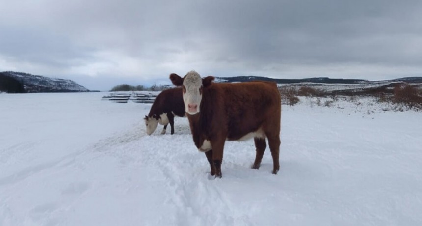 ¿Adiós a la ola polar? Se espera una merma en la crudeza del frío, y un respiro para los productores
