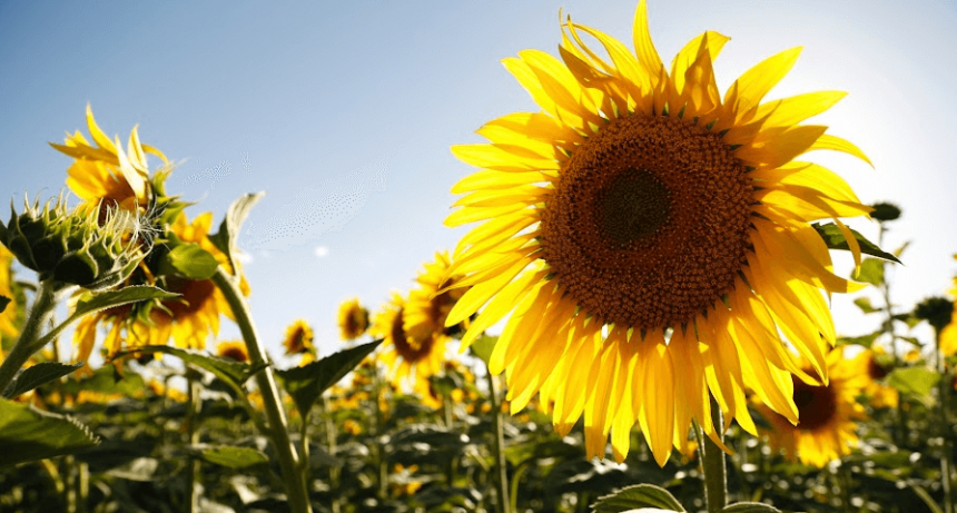 El girasol se alista para la siembra 2024/25 con la misma superficie que el año pasado