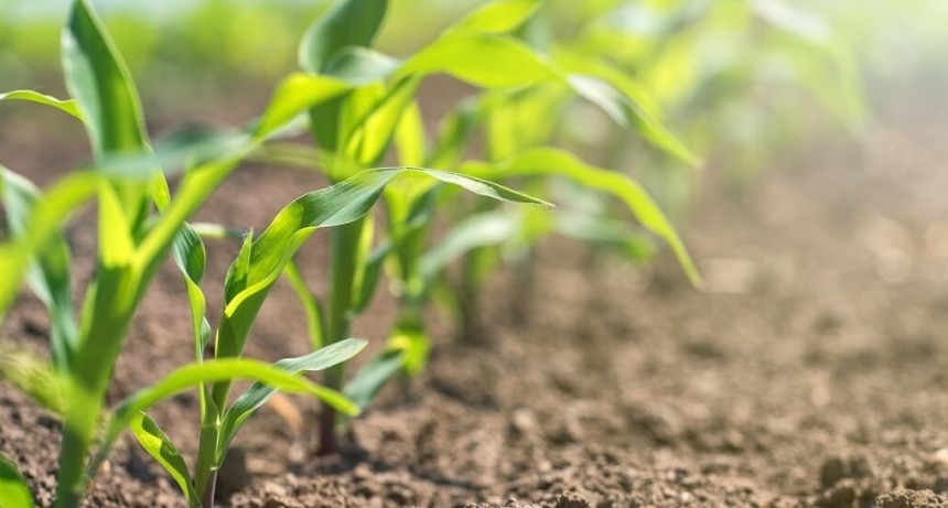 Alerta maíz: otra encuesta a productores revela una fuerte caída de la siembra 2024/25