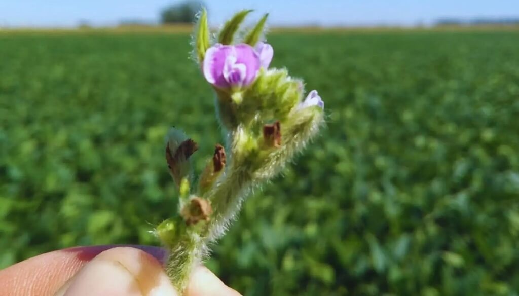 El poder de la polinización: un estudio científico comprobó cómo las abejas elevan los rindes de la soja