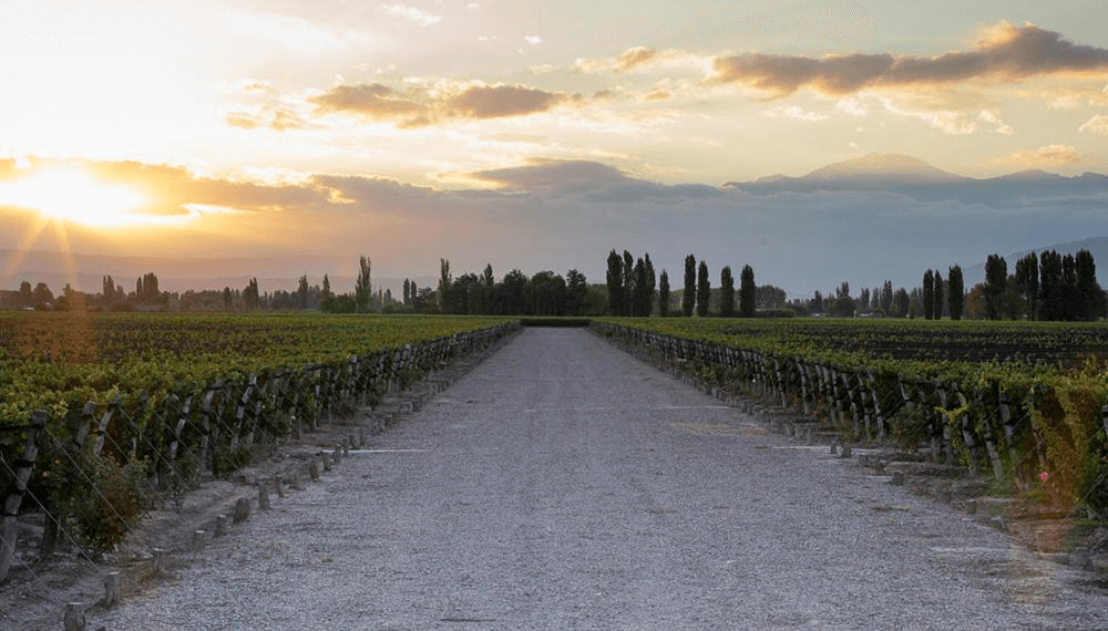 Vinos DOC: entre la renovación y el rescate patrimonial de la vitivinicultura argentina