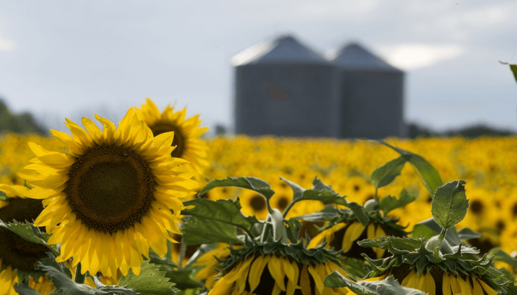 “Un escenario competitivo y atractivo”: el girasol va por otro fuerte aumento de la siembra