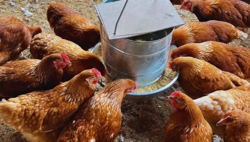 Gallinas “felices”: con buenas prácticas, la postura de huevos aumentó de 76% a 88% en Chaco