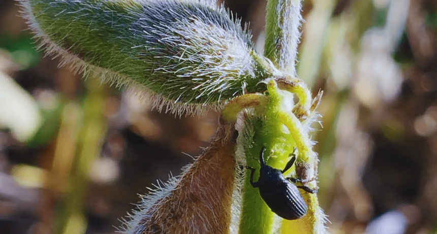 Alertan por una plaga que podría estar expandiéndose y es letal: el picudo negro de la soja