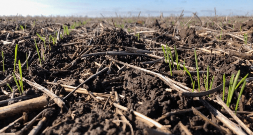 “Es muy inusual el agua que está dejando julio”: el trigo, con buenas y malas tras las lluvias