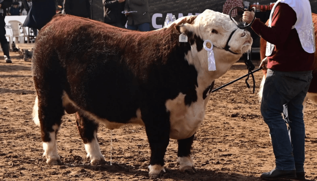 El Gobierno lanz&oacute; cr&eacute;ditos para mejorar la gen&eacute;tica del rodeo argentino