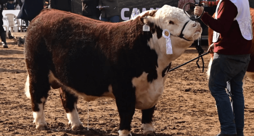 El Gobierno lanz&oacute; cr&eacute;ditos para mejorar la gen&eacute;tica del rodeo argentino