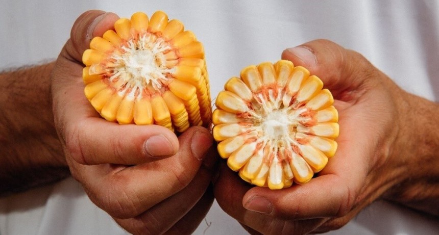 Imparable: en una década, el rinde del maíz duplicó al de soja