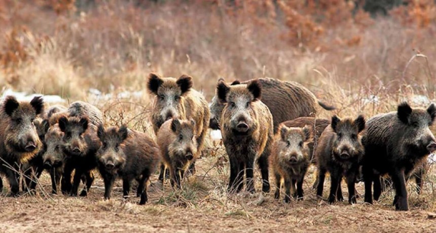 Triquinosis en Chubut: lo detectaron en carne de jabalí