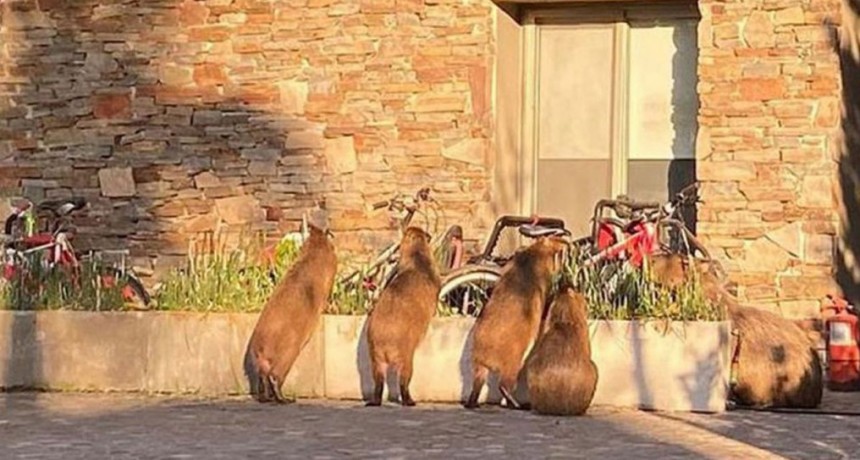 Cabandié, sobre los carpinchos de Nordelta: 