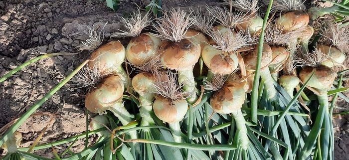 La cebolla dulce, otro producto argentino con oportunidades en el supermercado global